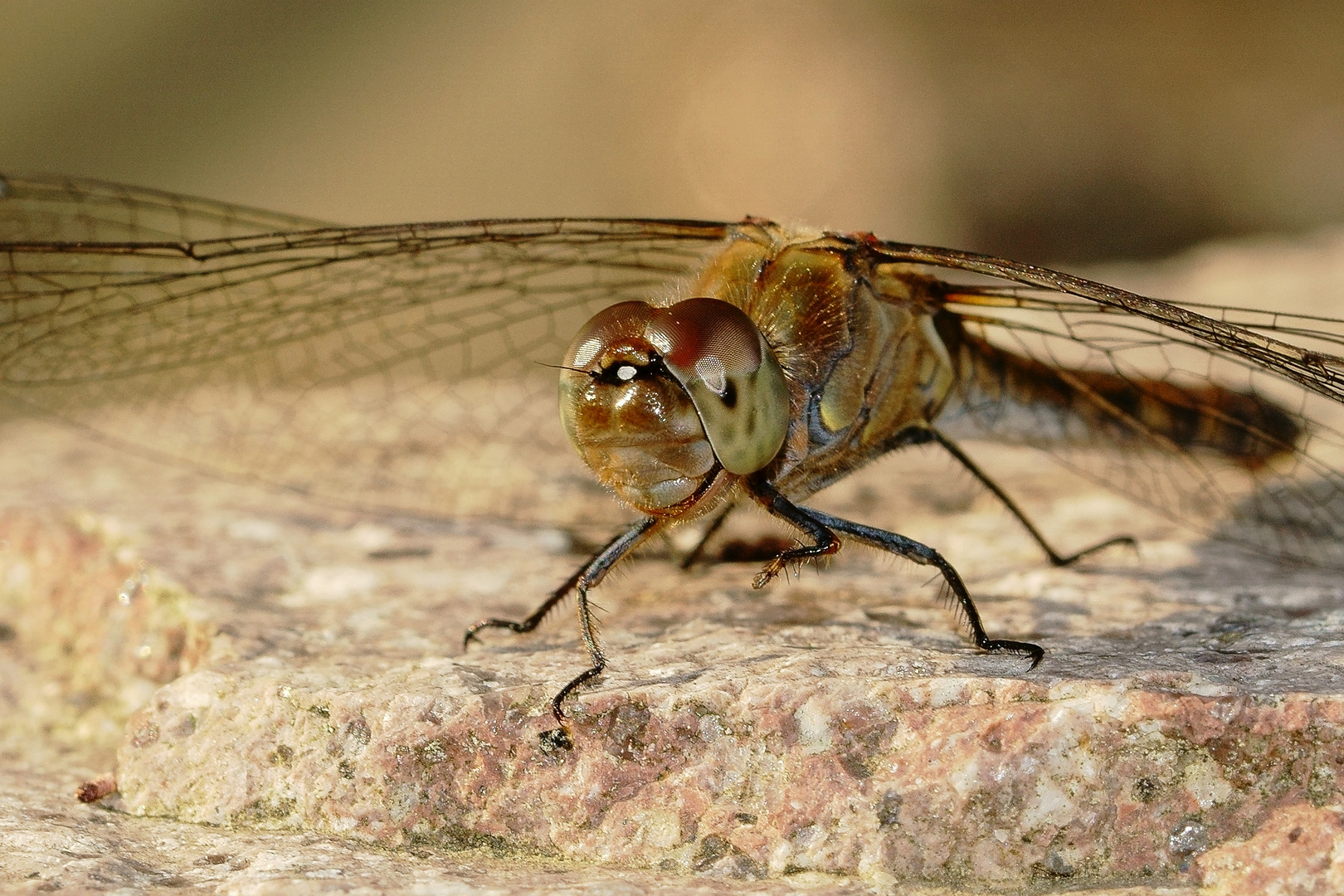 Blutrote Heidelibelle (Sympetrum sanguineum) Weibchen