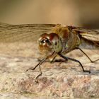 Blutrote Heidelibelle (Sympetrum sanguineum) Weibchen