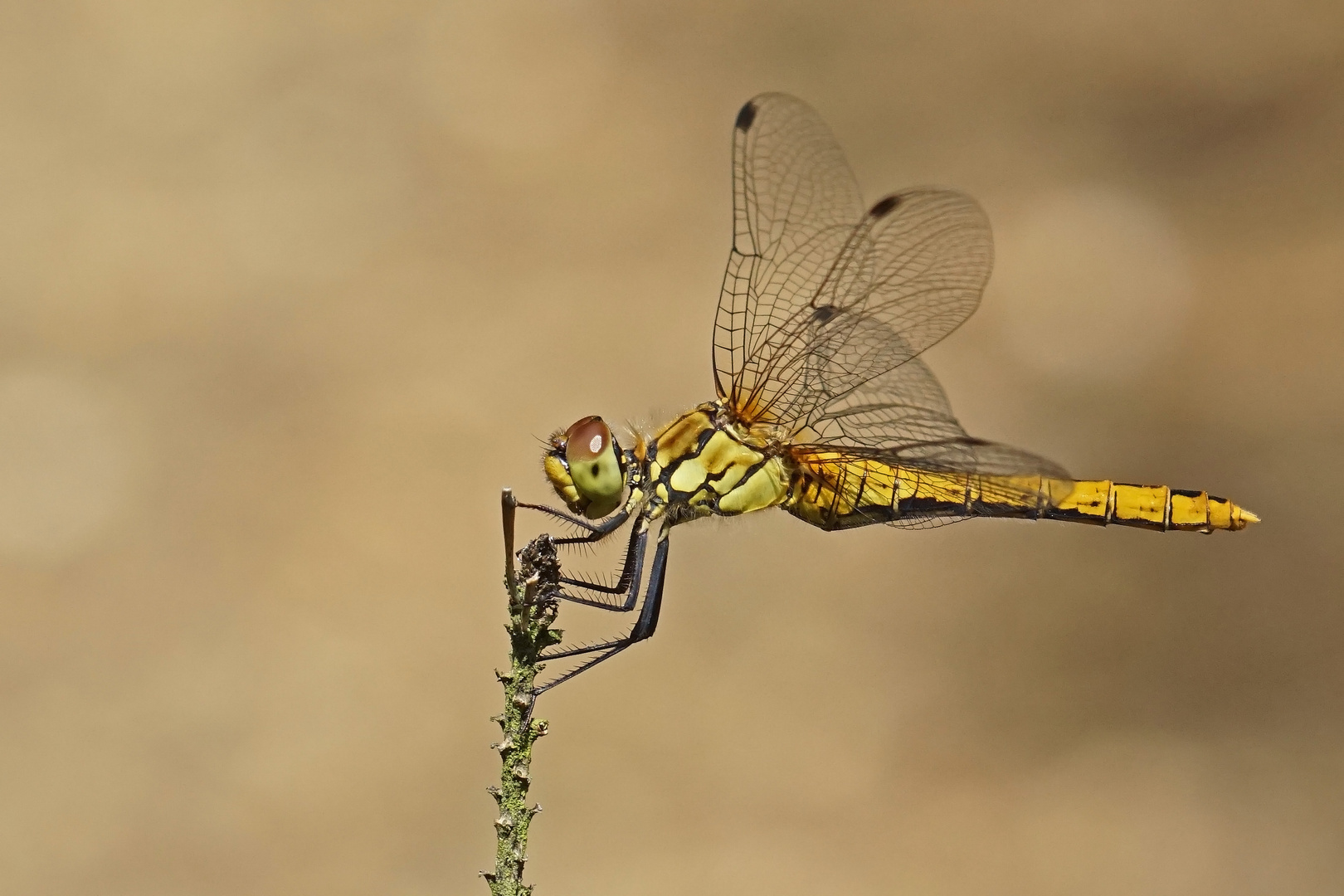 Blutrote Heidelibelle (Sympetrum sanguineum) Weibchen