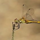 Blutrote Heidelibelle (Sympetrum sanguineum) Weibchen