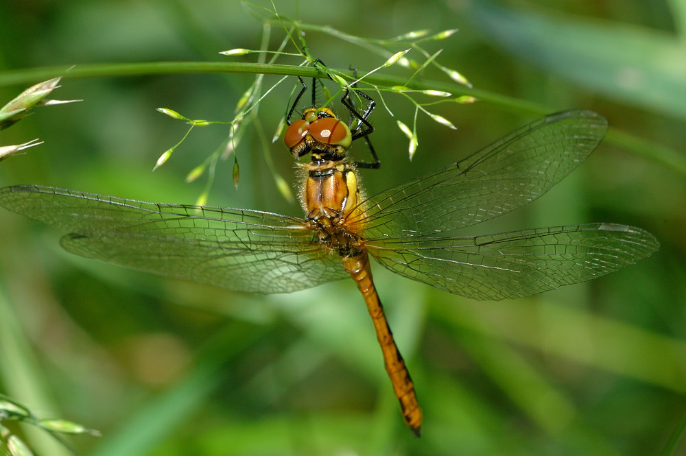 Blutrote Heidelibelle (Sympetrum sanguineum), Weibchen