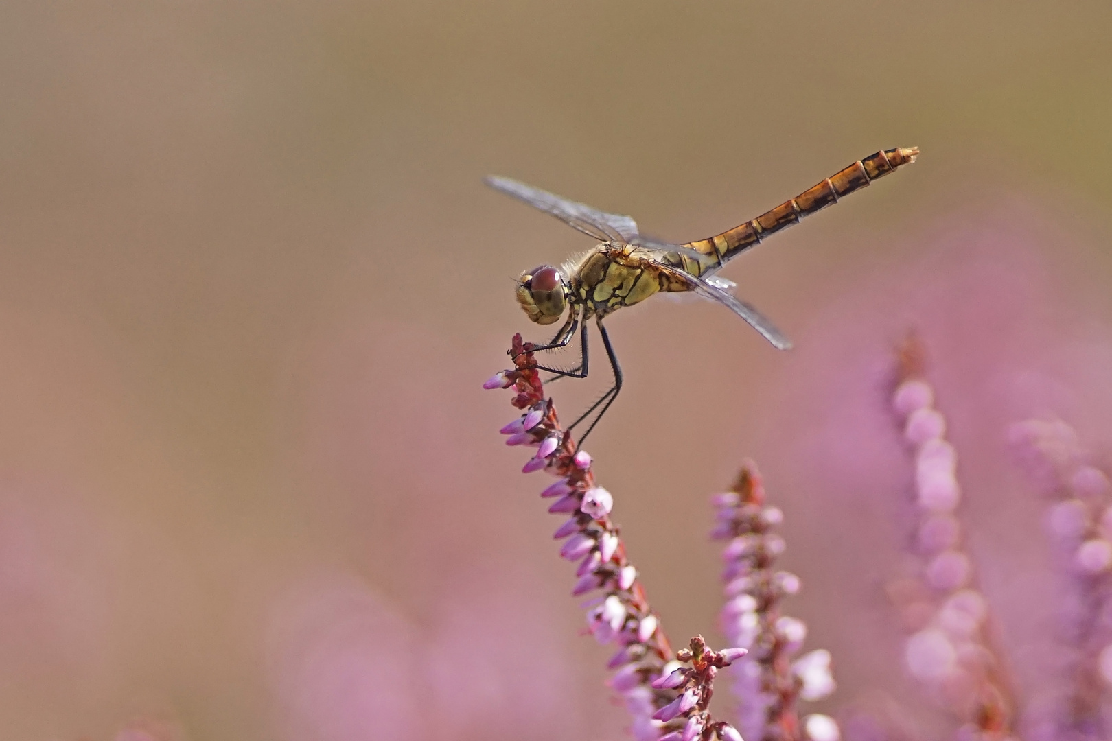 Blutrote Heidelibelle (Sympetrum sanguineum), Weibchen