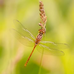 Blutrote Heidelibelle ( sympetrum sanguineum ),weibl.