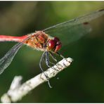 Blutrote Heidelibelle (Sympetrum sanguineum),m