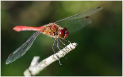 Blutrote Heidelibelle (Sympetrum sanguineum),m