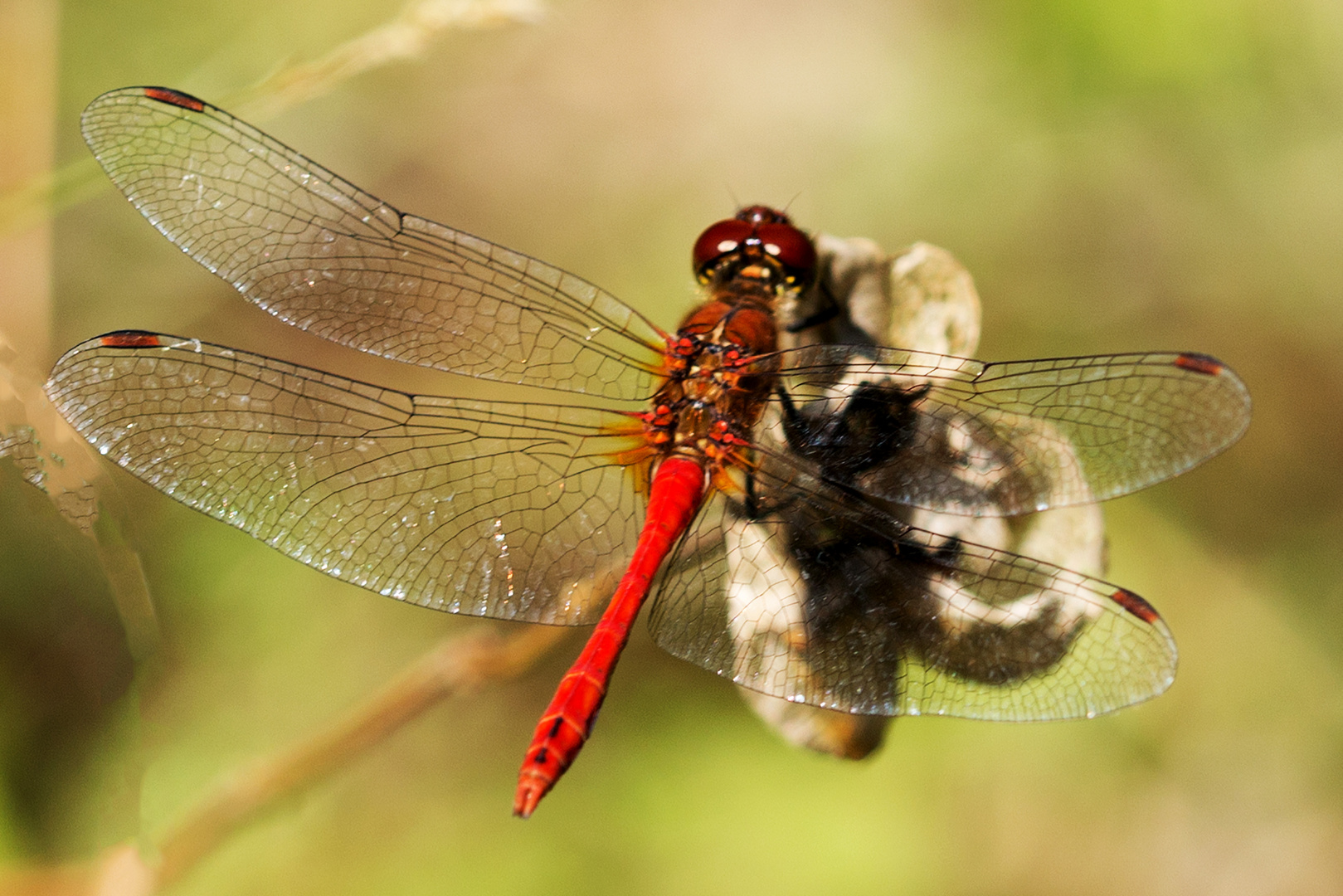 Blutrote Heidelibelle (Sympetrum sanguineum),Männchen