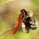 Blutrote Heidelibelle (Sympetrum sanguineum),Männchen