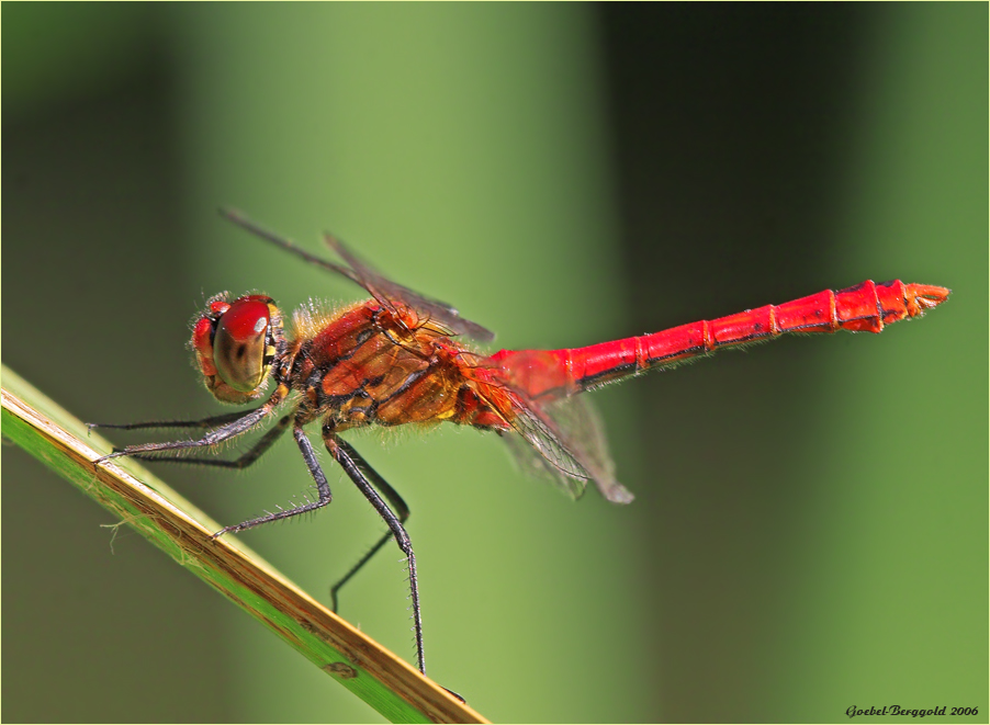 Blutrote Heidelibelle, Sypetrum sanguineum