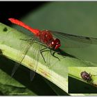 Blutrote Heidelibelle und Curculionidae (Rüsselkäfer)