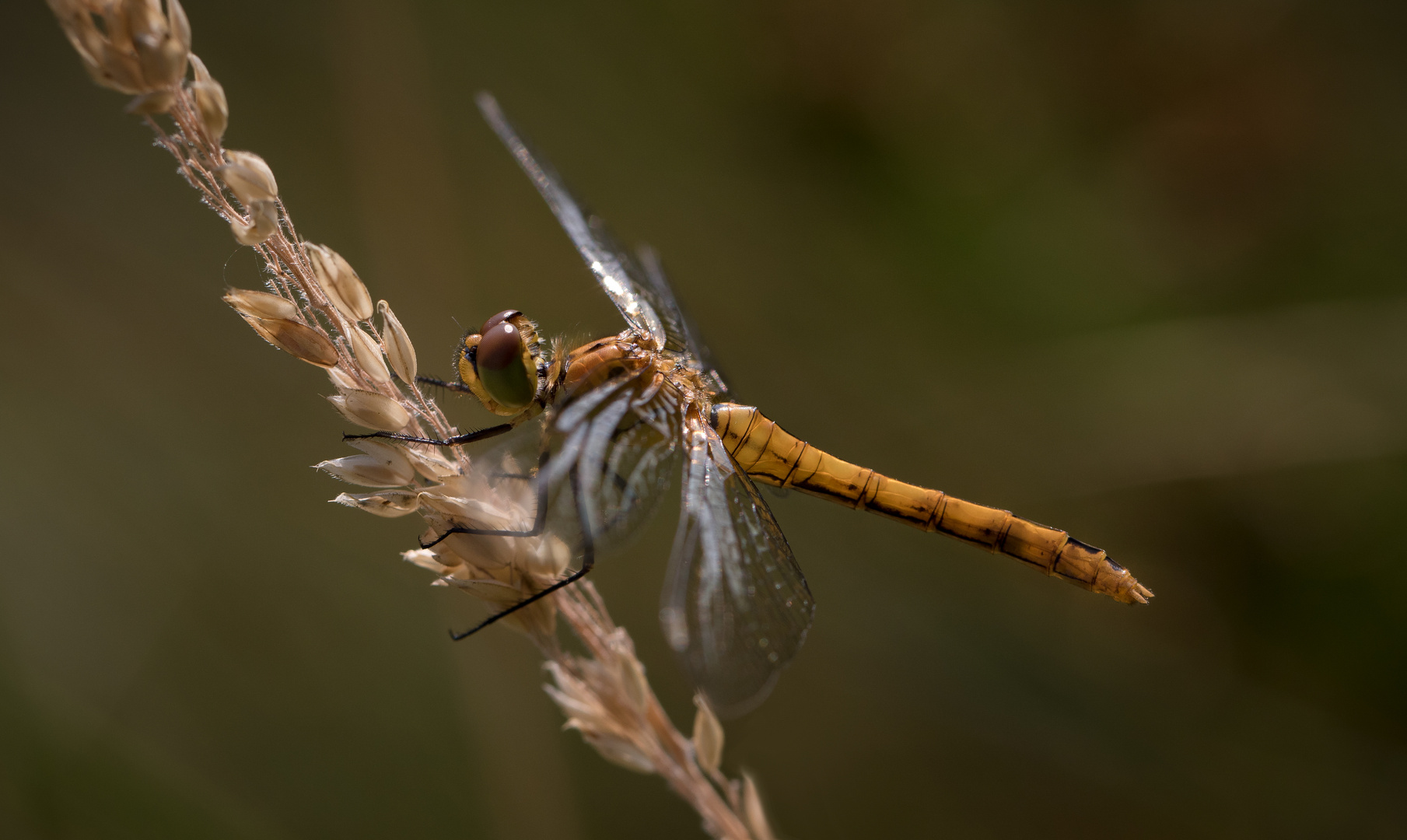 blutrote heidelibelle w.