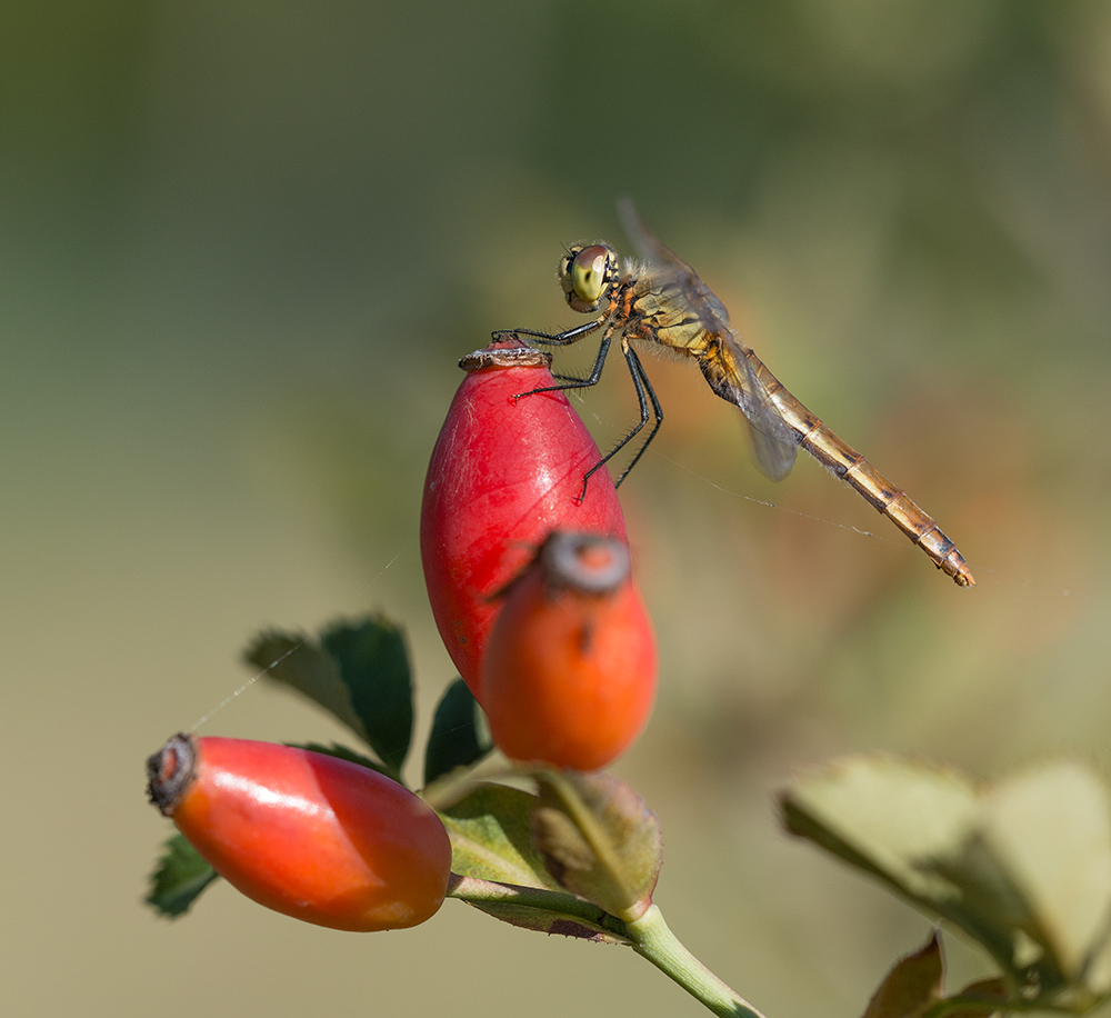 Blutrote Heidelibelle (W)