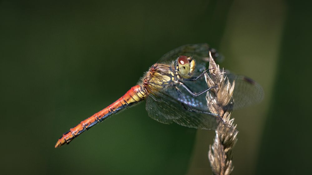 blutrote heidelibelle w.