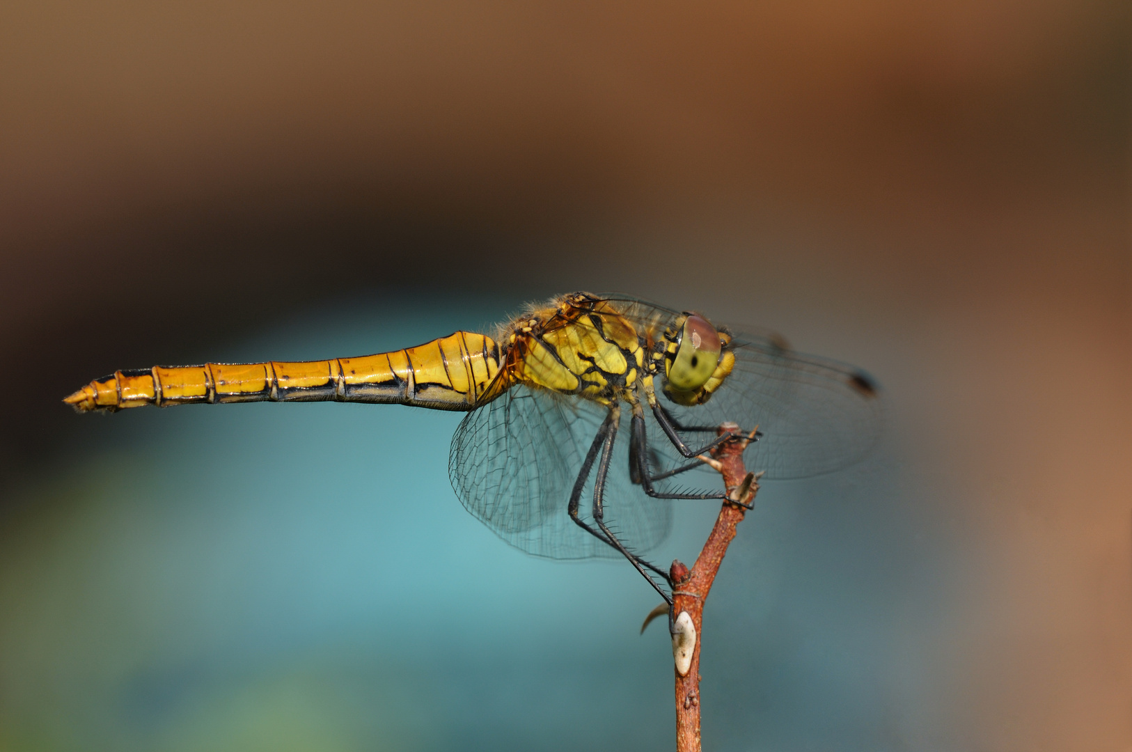 Blutrote Heidelibelle Weibchen