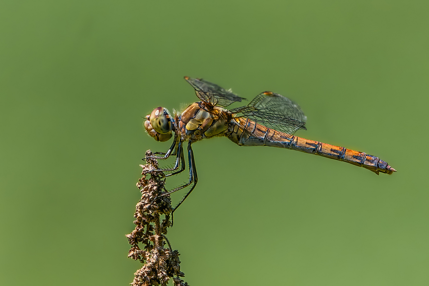 Blutrote Heidelibelle (Weibchen)