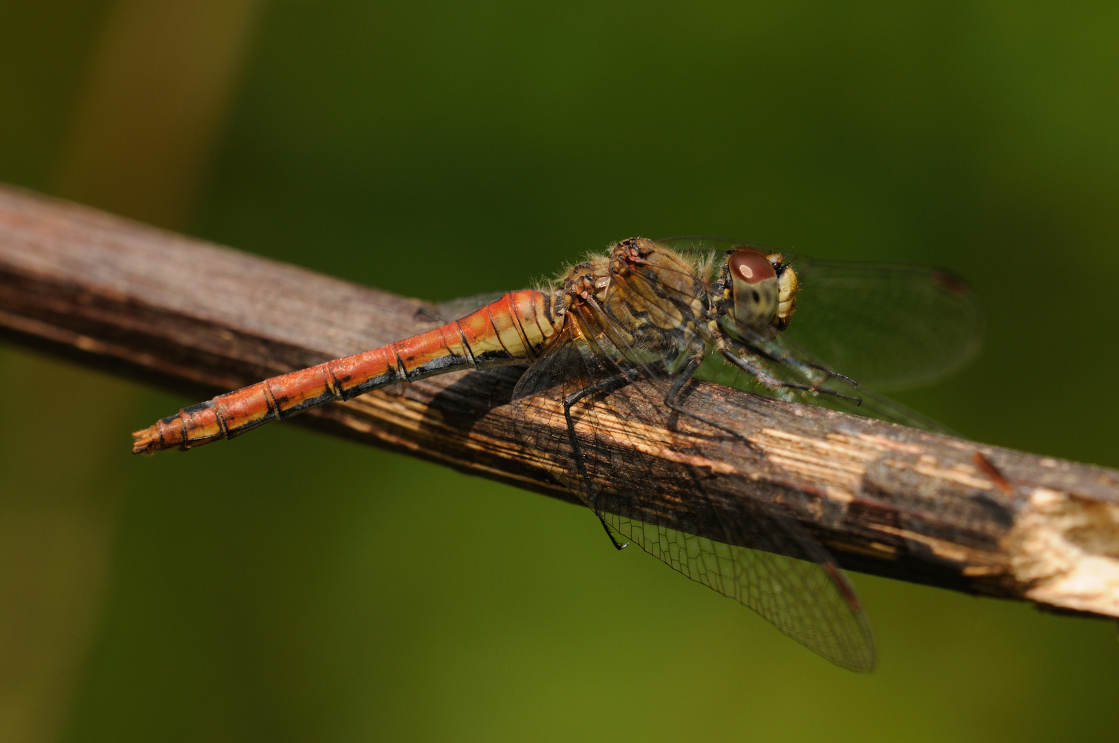 Blutrote Heidelibelle Weibchen