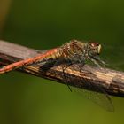 Blutrote Heidelibelle Weibchen