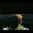 Blutrote - Heidelibelle - Weibchen