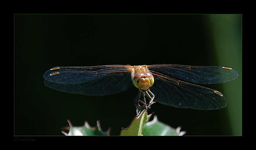 Blutrote - Heidelibelle - Weibchen