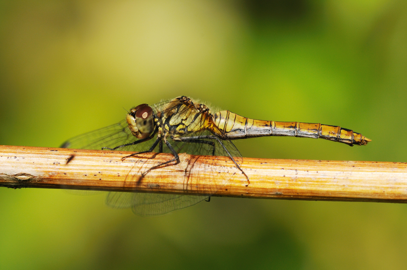 Blutrote Heidelibelle Weibchen