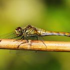 Blutrote Heidelibelle Weibchen