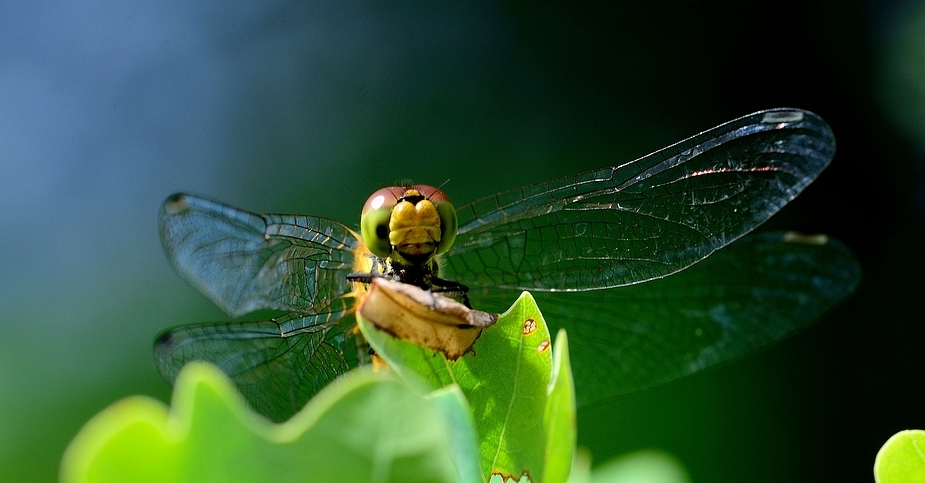 Blutrote Heidelibelle, Weibchen