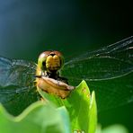 Blutrote Heidelibelle, Weibchen