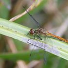 Blutrote Heidelibelle Weibchen