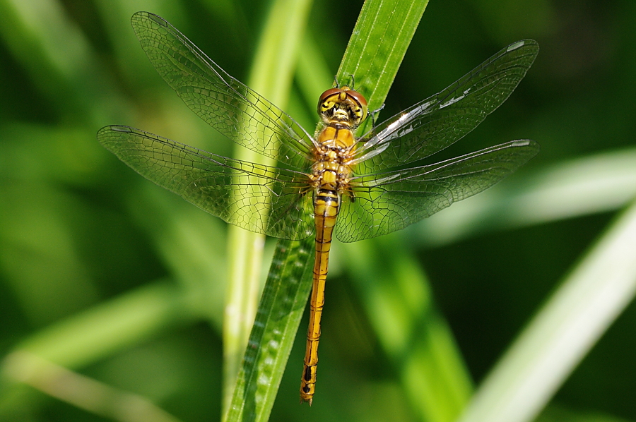 Blutrote Heidelibelle Weibchen