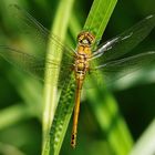 Blutrote Heidelibelle Weibchen