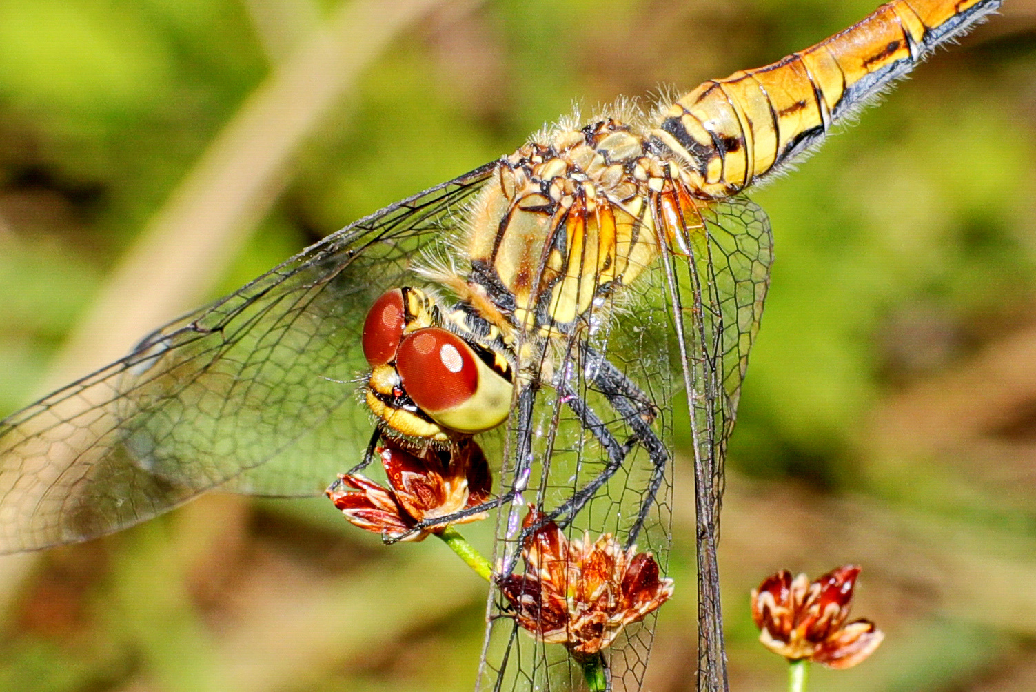 Blutrote Heidelibelle Weibchen