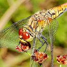 Blutrote Heidelibelle Weibchen