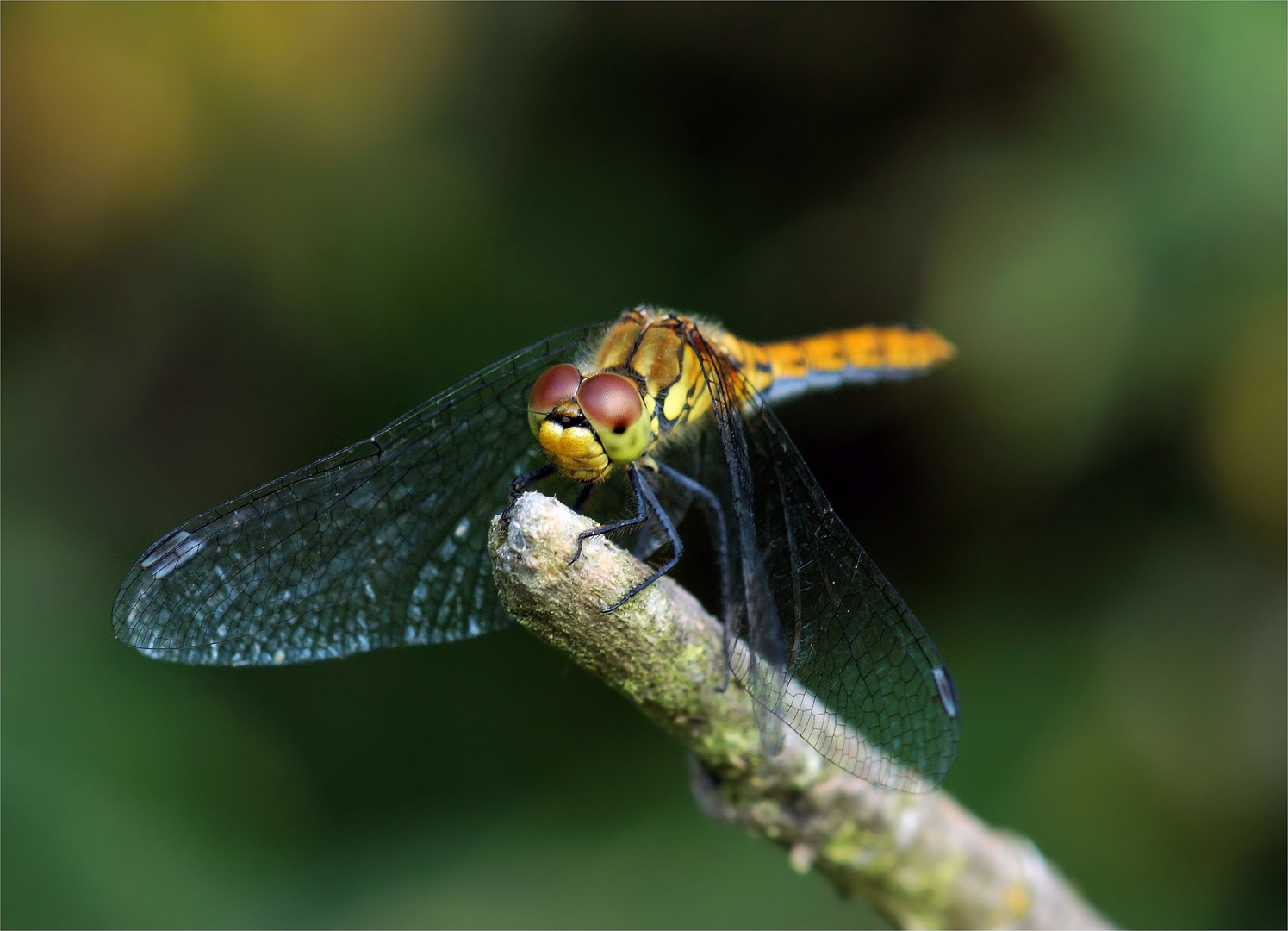 Blutrote Heidelibelle - Weibchen -