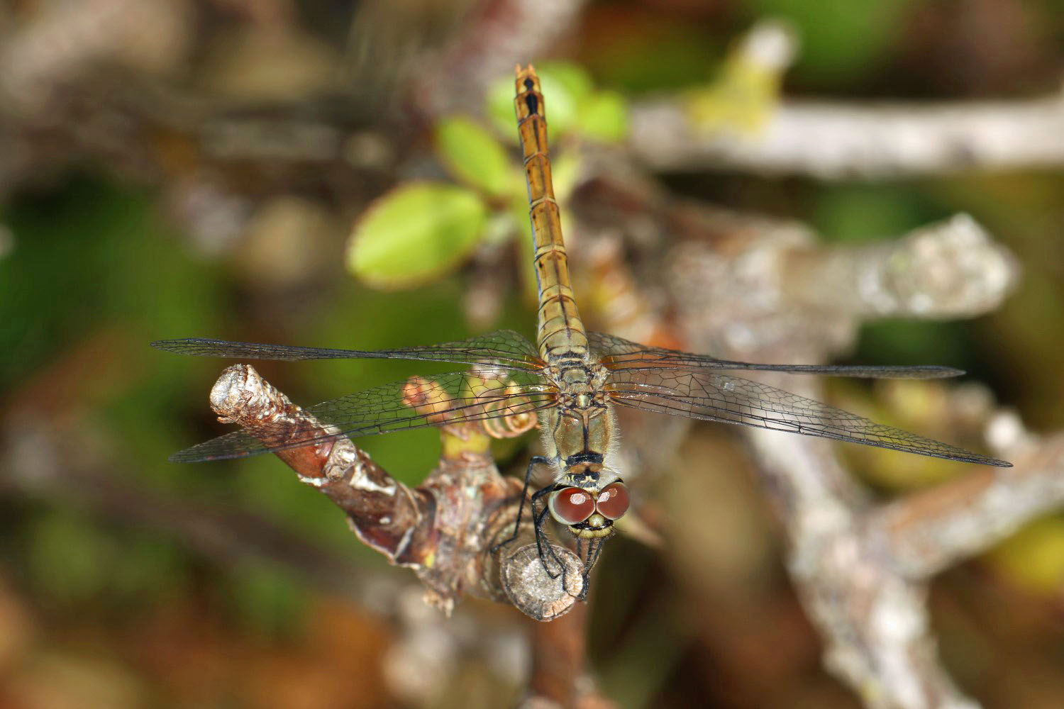 Blutrote Heidelibelle (Weibchen)