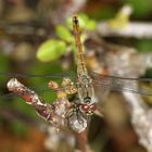 Blutrote Heidelibelle (Weibchen)