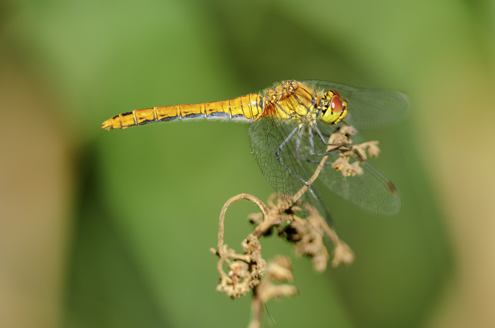 Blutrote Heidelibelle, Weibchen (Sympetrum sanguineum)