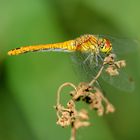 Blutrote Heidelibelle, Weibchen (Sympetrum sanguineum)