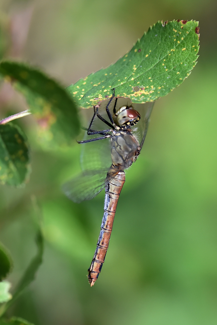 Blutrote Heidelibelle – Weibchen - Sympetrum sanguineum