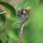 Blutrote Heidelibelle – Weibchen - Sympetrum sanguineum