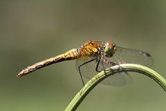 Blutrote Heidelibelle - Weibchen - ( Sympetrum sanguineum )