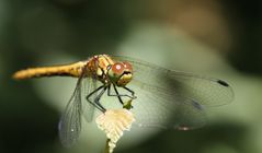 Blutrote Heidelibelle - Weibchen - ( Sympetrum sanguineum ) Bild II