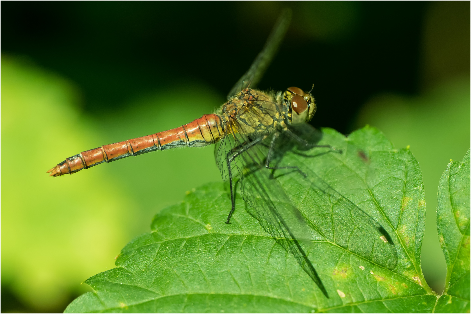 Blutrote Heidelibelle, weibl. ..... 