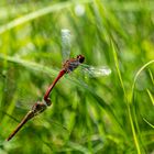 Blutrote Heidelibellen im Tandemflug