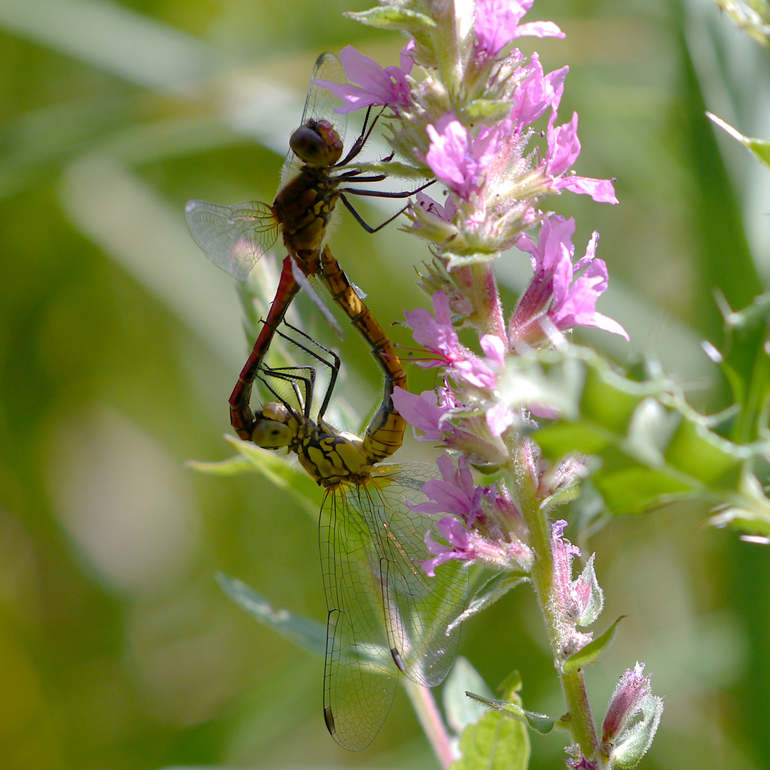 blutrote Heidelibellen - love is in the air