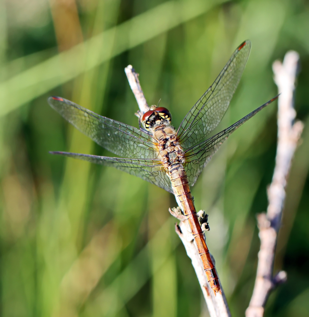 Blutrote Heidelibelle,Nr.2