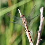 Blutrote Heidelibelle,Nr.2