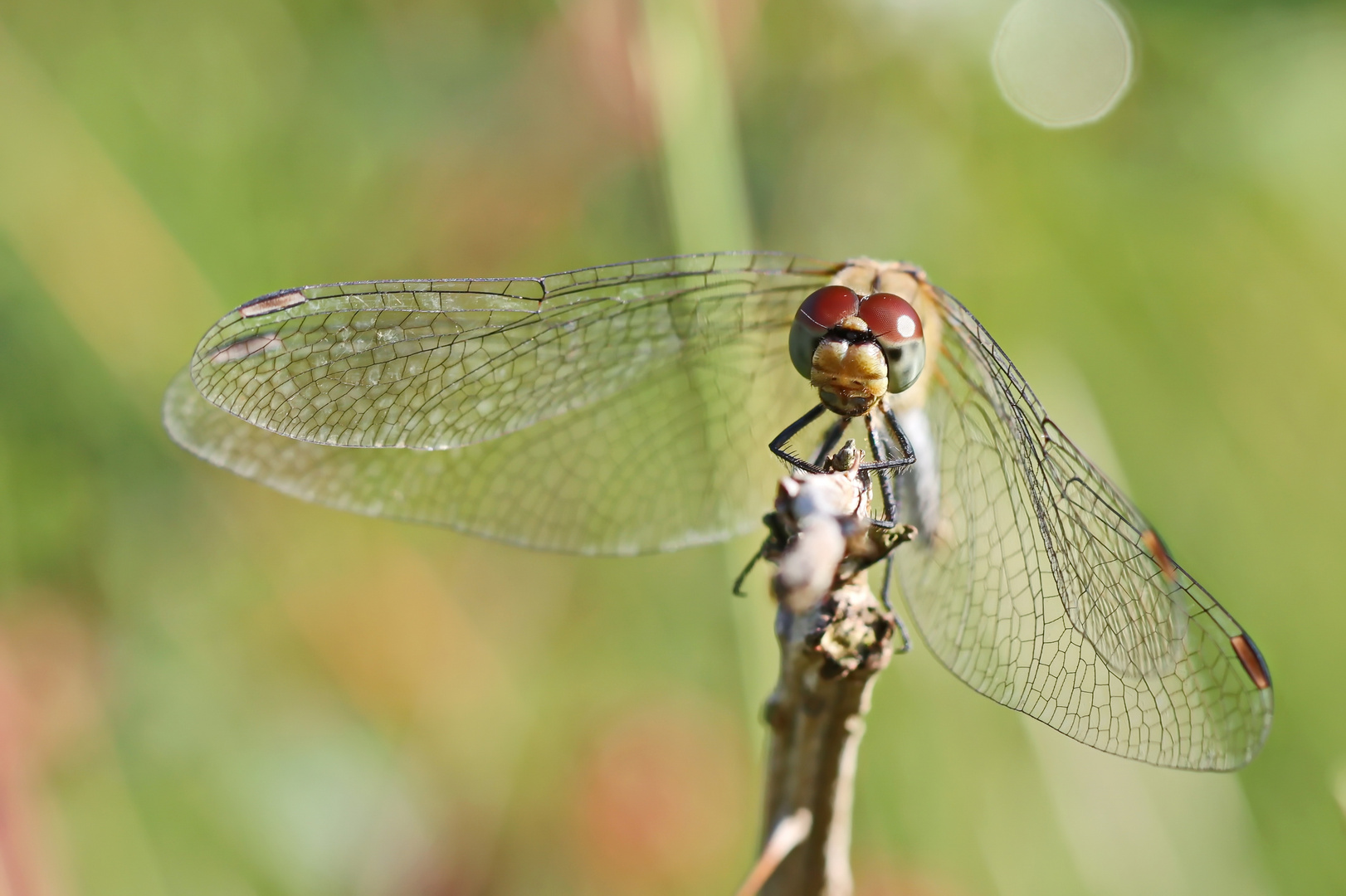 Blutrote Heidelibelle,Nr.3