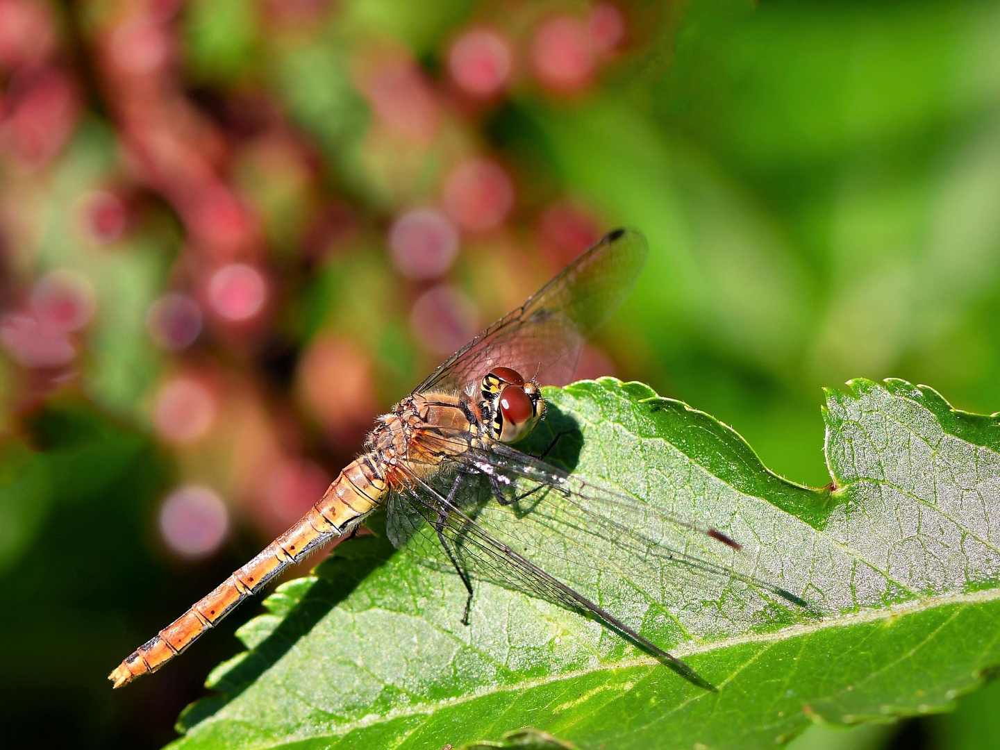 Blutrote Heidelibelle(Sympetrum sanguineum) -juv.