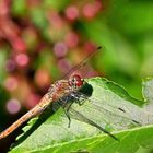 Blutrote Heidelibelle(Sympetrum sanguineum) -juv.