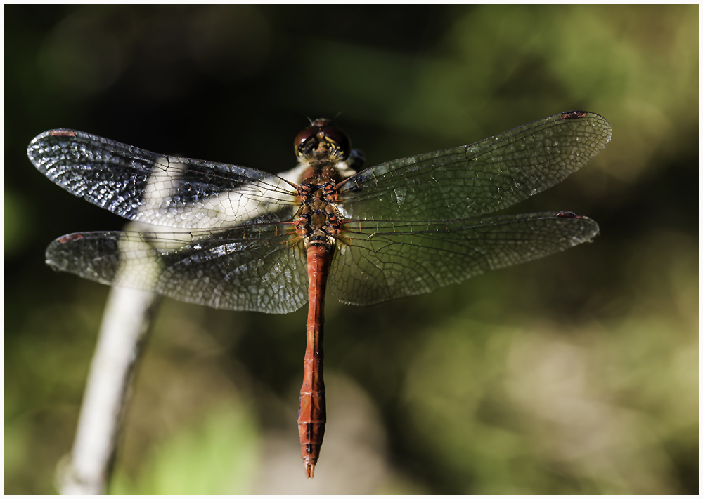 Blutrote Heidelibelle(Sympetrum sanguineum),m