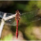 Blutrote Heidelibelle(Sympetrum sanguineum),m